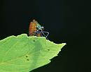 Click image for larger version. 

Name:	Beautiful Demoiselle (Calopteryx virgo) DSC_0048.jpg 
Views:	169 
Size:	62.4 KB 
ID:	14162