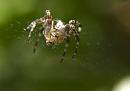 Click image for larger version. 

Name:	SH9548 -1006 17-spider.jpg 
Views:	1364 
Size:	297.5 KB 
ID:	14168