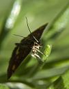 Click image for larger version. 

Name:	SH9497 -1006 17-Mint Moth.jpg 
Views:	213 
Size:	284.6 KB 
ID:	14173