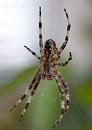 Click image for larger version. 

Name:	spider 6.jpg 
Views:	156 
Size:	149.6 KB 
ID:	1418