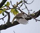 Click image for larger version. 

Name:	Chiffchaff.jpg 
Views:	209 
Size:	77.2 KB 
ID:	142