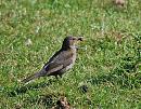 Click image for larger version. 

Name:	Blackbird (Turdus merula) DSC_0147.JPG 
Views:	189 
Size:	201.9 KB 
ID:	14215