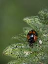 Click image for larger version. 

Name:	SH0226 -1006 21-ladybird.jpg 
Views:	162 
Size:	306.2 KB 
ID:	14226