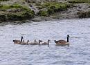 Click image for larger version. 

Name:	Canada Goose family.jpg 
Views:	611 
Size:	198.0 KB 
ID:	14231