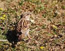 Click image for larger version. 

Name:	House Sparrow (Passer domesticus) DSC_0005.jpg 
Views:	2507 
Size:	209.4 KB 
ID:	14238