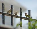 Click image for larger version. 

Name:	Goldfinch (Carduelis carduelis) DSC_0167.jpg 
Views:	1062 
Size:	81.9 KB 
ID:	14244
