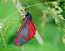 Click image for larger version. 

Name:	Cinnabar moth (Tyria jacobaeae) DSC_0248.jpg 
Views:	1715 
Size:	77.3 KB 
ID:	14253