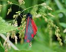 Click image for larger version. 

Name:	Cinnabar moth (Tyria jacobaeae) DSC_0239.jpg 
Views:	471 
Size:	95.7 KB 
ID:	14254