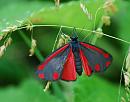 Click image for larger version. 

Name:	Cinnabar moth (Tyria jacobaeae) DSC_0265.jpg 
Views:	3841 
Size:	77.8 KB 
ID:	14255