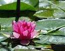 Click image for larger version. 

Name:	Water Lily (Nymphae odorata) DSC_0033.jpg 
Views:	162 
Size:	101.6 KB 
ID:	14382