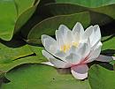 Click image for larger version. 

Name:	Water Lily (Nymphae odorata) DSC_0036.jpg 
Views:	174 
Size:	85.8 KB 
ID:	14383