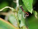 Click image for larger version. 

Name:	Large Red Damselfly (Pyrrhosoma nymphula) DSC_0062.jpg 
Views:	175 
Size:	71.8 KB 
ID:	14384