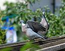 Click image for larger version. 

Name:	Wood Pigeon (Columba palumbus) DSC_0093.jpg 
Views:	191 
Size:	100.5 KB 
ID:	14385