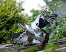 Click image for larger version. 

Name:	Wood Pigeon (Columba palumbus) DSC_0094.jpg 
Views:	181 
Size:	110.2 KB 
ID:	14386