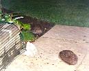 Click image for larger version. 

Name:	Hedgehogs.jpg 
Views:	116 
Size:	99.8 KB 
ID:	14428
