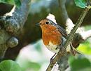 Click image for larger version. 

Name:	Robin (Erithacus rubecula) DSC_0168.jpg 
Views:	152 
Size:	95.8 KB 
ID:	14462