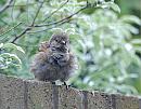 Click image for larger version. 

Name:	Dunnock, (Prunella modularis) DSC_0018.jpg 
Views:	437 
Size:	113.5 KB 
ID:	14543