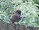 Click image for larger version. 

Name:	Dunnock, (Prunella modularis) DSC_0022.jpg 
Views:	427 
Size:	102.6 KB 
ID:	14544