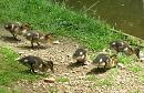Click image for larger version. 

Name:	Ducklings.JPG 
Views:	415 
Size:	141.8 KB 
ID:	14549