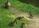 Click image for larger version. 

Name:	Ducklings with mum.JPG 
Views:	428 
Size:	196.6 KB 
ID:	14550