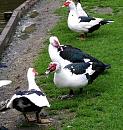 Click image for larger version. 

Name:	Muscovy Ducks.jpg 
Views:	232 
Size:	85.8 KB 
ID:	14551