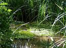 Click image for larger version. 

Name:	Moorhen chicks 2.JPG 
Views:	428 
Size:	175.1 KB 
ID:	14554