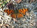 Click image for larger version. 

Name:	Comma Butterfly 1515 - SHRUNK.jpg 
Views:	178 
Size:	259.2 KB 
ID:	1456