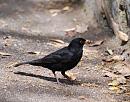 Click image for larger version. 

Name:	Blackbird (Turdus merula) DSC_0211.jpg 
Views:	196 
Size:	139.8 KB 
ID:	14560