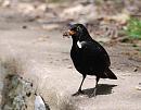 Click image for larger version. 

Name:	Blackbird (Turdus merula) DSC_0216.jpg 
Views:	187 
Size:	91.7 KB 
ID:	14561