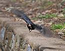 Click image for larger version. 

Name:	Blackbird (Turdus merula) DSC_0219.jpg 
Views:	199 
Size:	129.8 KB 
ID:	14562