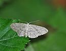 Click image for larger version. 

Name:	Small Dusty Wave (Idaea seriata) DSC_0191.jpg 
Views:	173 
Size:	83.0 KB 
ID:	14565