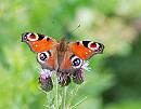 Click image for larger version. 

Name:	Peracock (Inachis io) DSC_0069.jpg 
Views:	2144 
Size:	89.7 KB 
ID:	14637