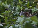 Click image for larger version. 

Name:	SH1531 -1007 02-Long _Tailed _Tit-Aegithalos_caudatus.jpg 
Views:	216 
Size:	273.6 KB 
ID:	14644