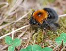 Click image for larger version. 

Name:	Queen Tree Bumblebee (Bombus hypnorum) DSC_0174.jpg 
Views:	4451 
Size:	90.2 KB 
ID:	14666