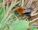 Click image for larger version. 

Name:	Queen Tree Bumblebee (Bombus hypnorum) DSC_0182.JPG 
Views:	1349 
Size:	116.7 KB 
ID:	14667