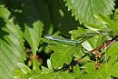 Click image for larger version. 

Name:	IMG_0017 Damselfly.jpg 
Views:	471 
Size:	236.9 KB 
ID:	14672