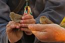 Click image for larger version. 

Name:	IMG_0029 Garden & Reed Warbler.jpg 
Views:	483 
Size:	227.5 KB 
ID:	14673