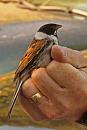 Click image for larger version. 

Name:	IMG_0036 Reed Bunting.jpg 
Views:	450 
Size:	221.8 KB 
ID:	14675