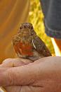 Click image for larger version. 

Name:	IMG_0064 Juvenile Robin.jpg 
Views:	485 
Size:	251.7 KB 
ID:	14679