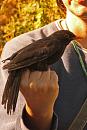 Click image for larger version. 

Name:	IMG_0070 Blackbird.jpg 
Views:	478 
Size:	244.9 KB 
ID:	14681