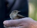 Click image for larger version. 

Name:	SH1708 -1007 04-Reed Warbler-Acrocephalus_scirpaceus.jpg 
Views:	452 
Size:	384.7 KB 
ID:	14684