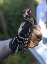 Click image for larger version. 

Name:	SH1768 -1007 04-Hosehill-Lesser Spotted Woodpecker-Dendrocopos_minor.jpg 
Views:	504 
Size:	306.4 KB 
ID:	14687