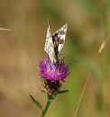 Click image for larger version. 

Name:	marbled_white_P7043523.jpg 
Views:	177 
Size:	215.9 KB 
ID:	14704