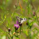 Click image for larger version. 

Name:	marbled_white_P7043541.jpg 
Views:	166 
Size:	145.7 KB 
ID:	14705