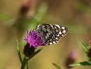 Click image for larger version. 

Name:	marbled_white_P7043572.jpg 
Views:	182 
Size:	95.2 KB 
ID:	14706
