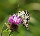 Click image for larger version. 

Name:	marbled_white_P7043641.jpg 
Views:	202 
Size:	225.9 KB 
ID:	14707
