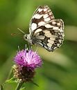 Click image for larger version. 

Name:	marbled_white_P7043643.jpg 
Views:	404 
Size:	184.7 KB 
ID:	14708