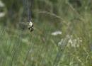 Click image for larger version. 

Name:	SH2177 -1007 04-Hosehill-Juvenile Blue Tit-Cyanistes_caeruleus.jpg 
Views:	411 
Size:	375.8 KB 
ID:	14721