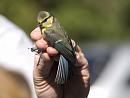 Click image for larger version. 

Name:	SH1930 -1007 04-Juvenile Blue_Tit-Cyanistes_caeruleus.jpg 
Views:	443 
Size:	272.0 KB 
ID:	14728