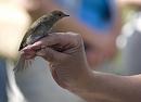 Click image for larger version. 

Name:	SH1959 -1007 04-juvenile Blackcap-Sylvia_atricapilla.jpg 
Views:	444 
Size:	270.9 KB 
ID:	14729